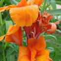 Canna x 'Panach' fleur